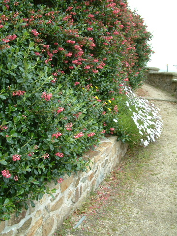 Shrubs, Penzance. 28 May 2003.